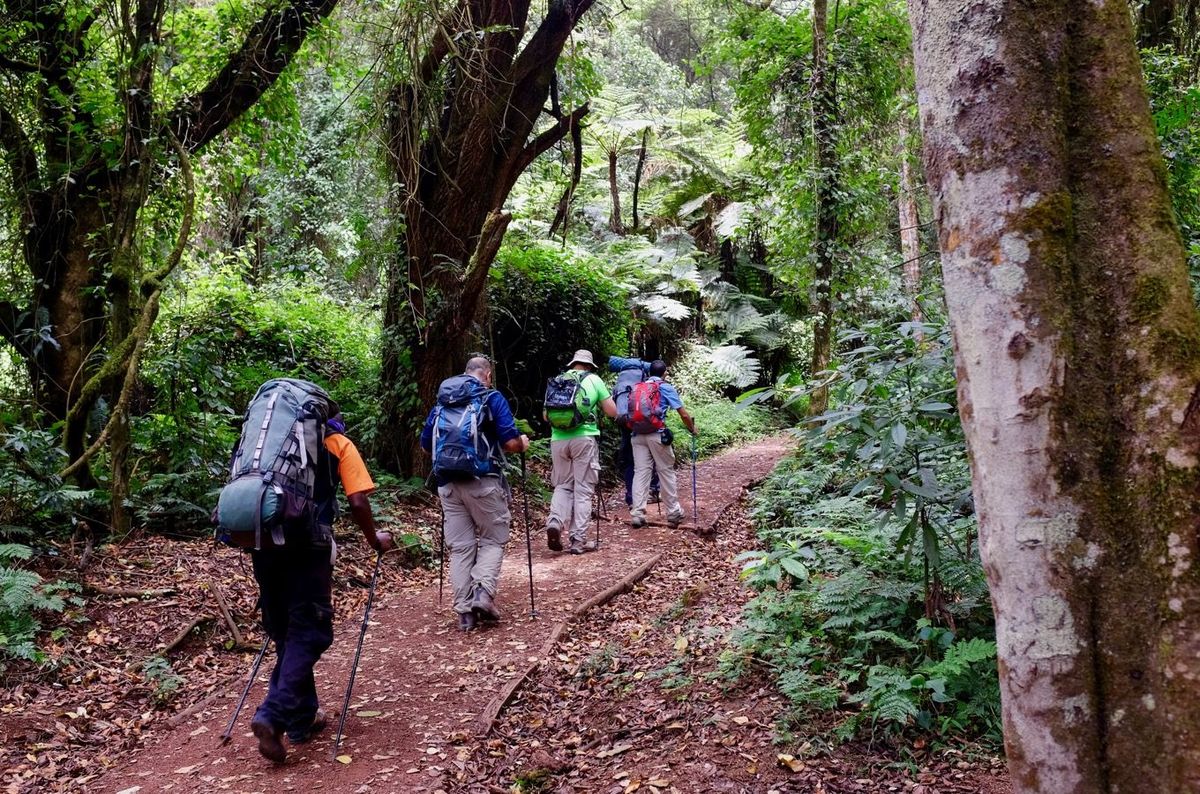 Lemosho Route Kilimanjaro